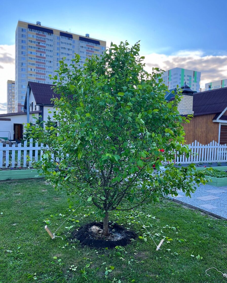 Живое Дерево - Каталог